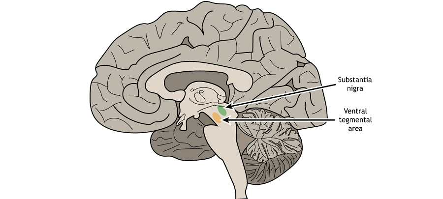 ناحیه Substantia Nigra و ناحیه Ventral Tegmental Area (VTA)